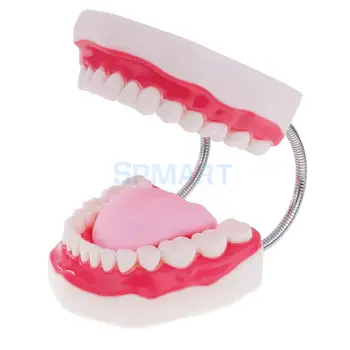 Човешката уста зъби езика модел на училищните учебни инструменти, грижа за зъбите дисплей увеличение 6x